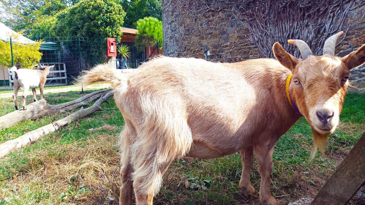 Glamping Terre & Mer Étables Zewnętrze zdjęcie